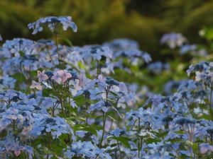 P6097441shuusei.JPG