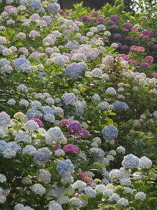 P6097438shuusei.JPG