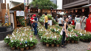 P7071196shuusei.JPG