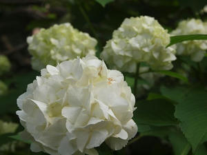 P6107648shuusei.JPG