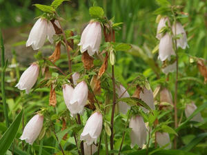 P6107652shuusei.JPG