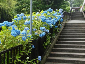 P6107589shuusei.JPG