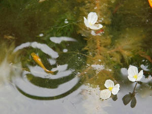 P6107631shuusei.JPG