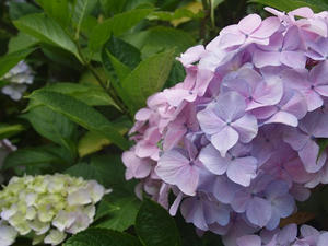 P6107643shuusei.JPG