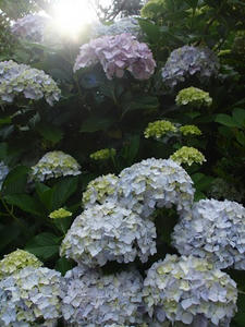 P6107696shuusei.JPG