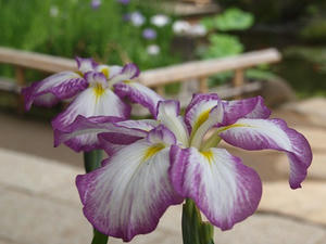 P6107741shuusei.JPG