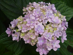 P6107847shuusei.JPG