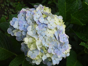 P6107854shuusei.JPG