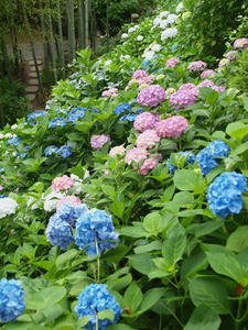 P6107797shuusei.JPG