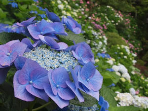 P6107874shuusei.JPG