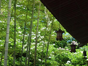 P6107890shuusei.JPG
