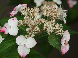 P6107906shuusei.JPG