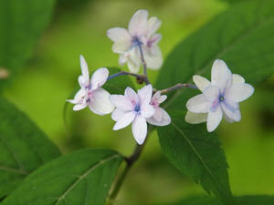P6107920shuusei.JPG