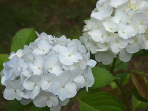 P6107926shuusei.JPG