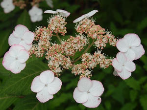 P6107930shuusei.JPG
