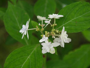 P6107936shuusei.JPG