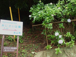 P6107995shuusei.JPG