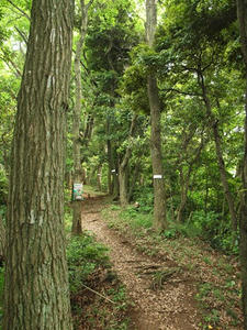 P6108028shuusei.JPG