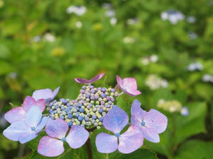 P6108055shuusei.JPG