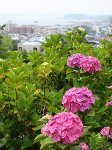 P6108038shuusei.JPG