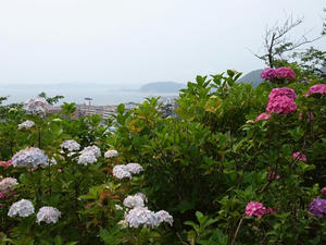 P6108035shuusei.JPG