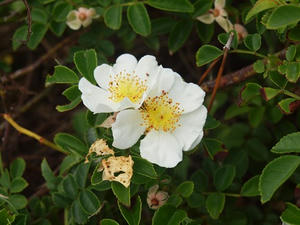 P6108093shuusei.JPG