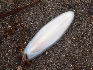 P6108106shuusei.JPG