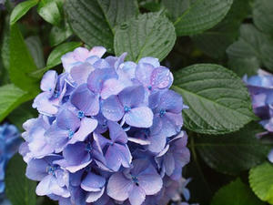 P7010451shuusei.JPG