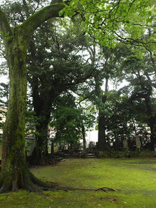 P7010453shuusei.JPG