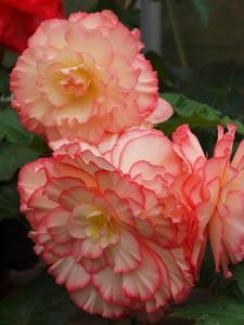 P7010577shuusei.JPG