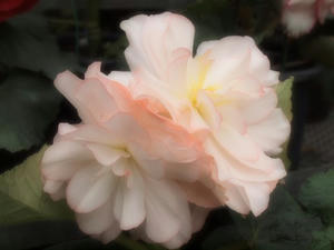 P7010564.shuuseiJPG.jpg