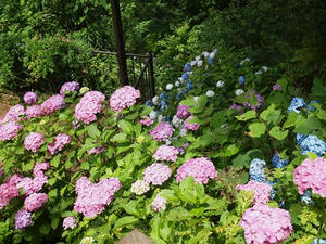 P7010762shuusei.JPG
