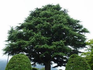 P7010966shuusei.JPG