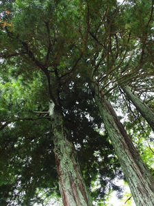 P7010984shuusei.JPG
