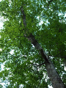 P7151920shuusei.JPG