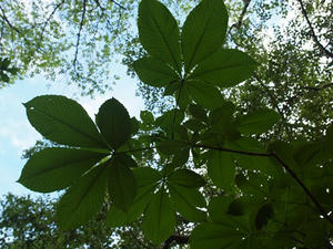 P7151973shuusei.JPG