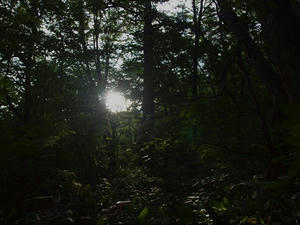 P7151981shuusei.JPG