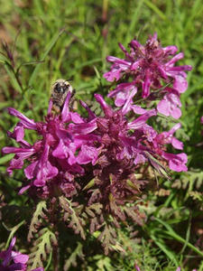 P7152394shuusei.JPG