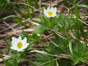 P7152512shuusei.JPG