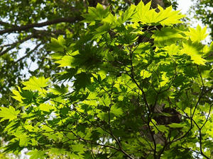 P7152631shuusei.JPG