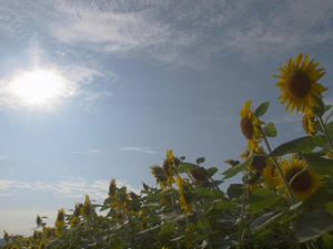 P8165215shuusei.JPG