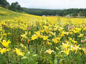 P7282736shuusei.JPG