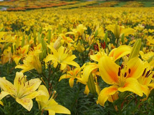 P7282772shuusei.JPG