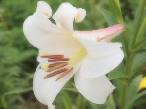 P7282775shuusei.JPG