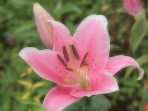 P7282845shuusei.JPG