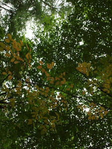 P7282909shuusei.JPG