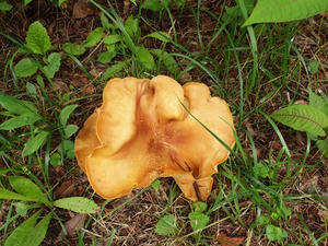 P7282933shuusei.JPG