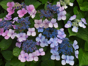 P7282962shuusei.JPG