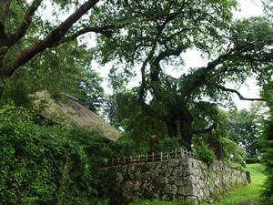 P7282966shuusei.JPG