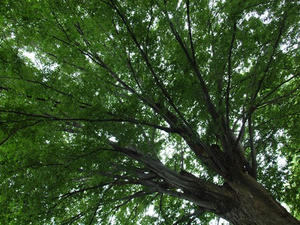 P7283142shuusei.JPG